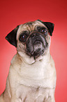 Mops Portrait