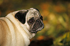 Mops Portrait