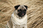 Mops Portrait