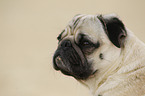 Mops Portrait