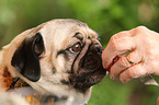 fressender Mops