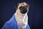 Mops Portrait