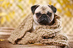 Mops Portrait