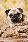 Mops Portrait