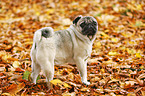 Mops im Herbst