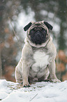 Mops im Winter