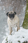 Mops im Winter