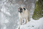 Mops im Winter