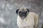 Mops im Winter