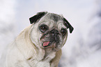 alter Mops