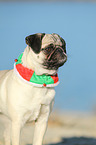 Mops Portrait