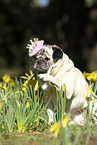 sitzender Mops