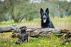 2 Hunde