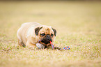 liegender Mops