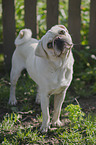 Mops