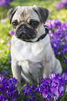 junger Mops