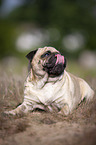 liegender Mops