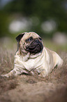 liegender Mops