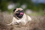 liegender Mops