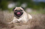 liegender Mops
