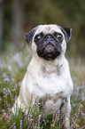 sitzender Mops