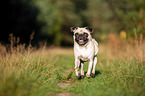 rennender Mops