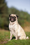 sitzender Mops