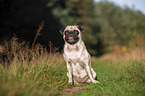 sitzender Mops