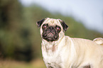 Mops Portrait