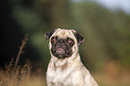 Mops Portrait