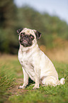 sitzender Mops
