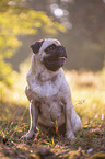 sitzender Mops