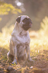 sitzender Mops