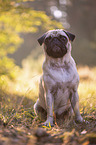 sitzender Mops