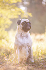 sitzender Mops