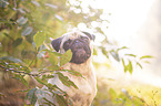 Mops Portrait
