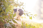 Mops Portrait