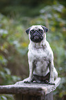sitzender Mops