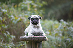 liegender Mops
