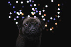 Mops Portrait