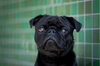 Mops  Portrait