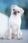 sitzender Mops