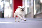 rennender Mops