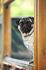 Mops Portrait