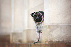Mops Portrait