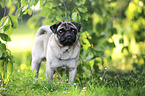 stehender Mops