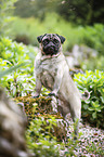 stehender Mops