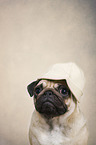 Mops Portrait