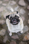 sitzender Mops
