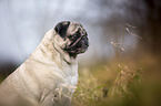 Mops Portrait